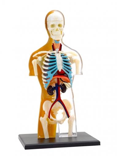 THAMES & KOSMOS - Анатомия Човешкото тяло