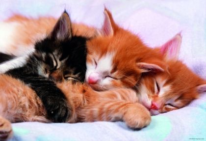 educa, пъзел, спящи, сладки, котенца