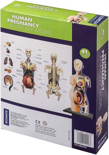 Thames & Kosmos, Образователен комплект, Наука за природата, Анатомия на човешка бременност, човешка анатомия, анатомия на човека, човешка бременност, анатомия на бременна жена, анатомия, наука